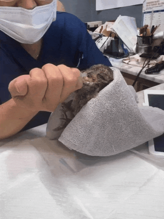 본문 이미지 - 김홍석 리베동물메디컬센터 원장이 부엉이를 응급 진료하고 있다(홍진영 인스타그램). ⓒ 뉴스1