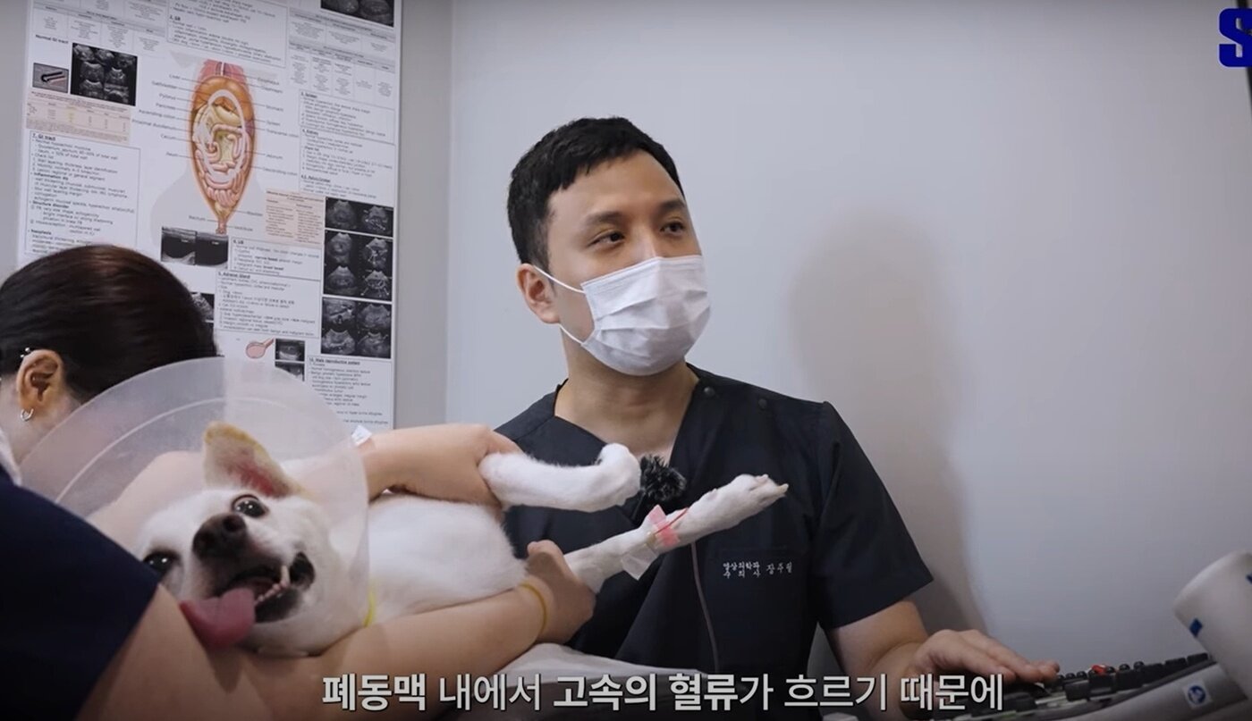 본문 이미지 - 심장 초음파 검사 중인 장주필 영상의학과 과장(SD동물의료센터 유튜브 갈무리) ⓒ 뉴스1