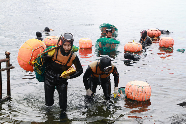 경북 나잠어업인 1140명 평균 경력 37.2년…73% '직업에 만족'