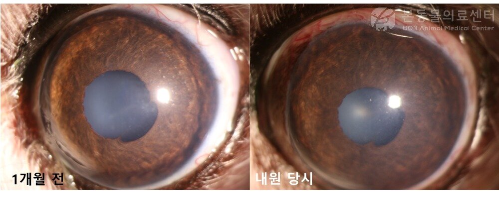 본문 이미지 - 10세 말티즈, 내원 당시 충혈된 눈의 상태(본동물의료센터 제공) ⓒ 뉴스1