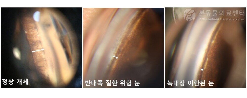 본문 이미지 - 원발성 녹내장은 유전적 요인이 크고 양쪽 눈 모두 영향을 받을 수 있어, 증상이 없는 눈까지도 예방적 검진이 필요하다(본동물의료센터 제공). ⓒ 뉴스1