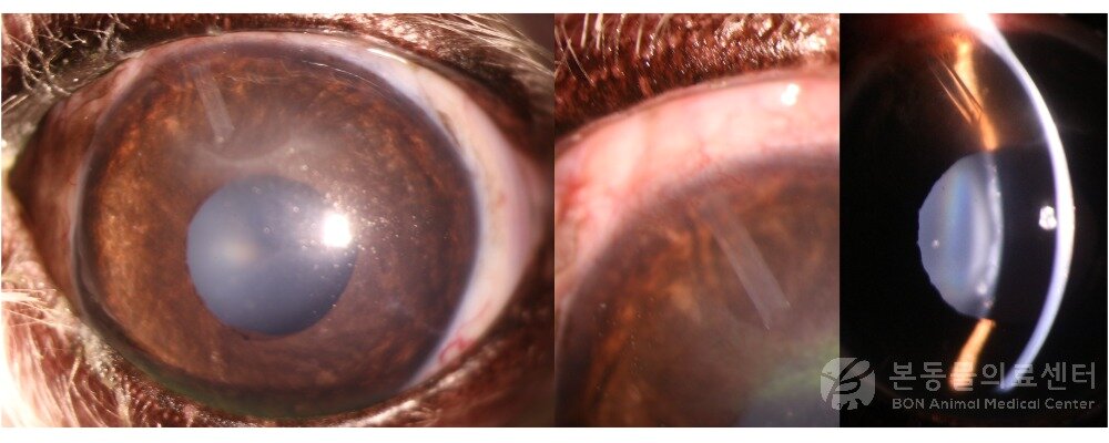 본문 이미지 - 녹내장 아메드 밸브 삽입술을 받은 10세 말티즈의 눈(본동물의료센터 제공) ⓒ 뉴스1