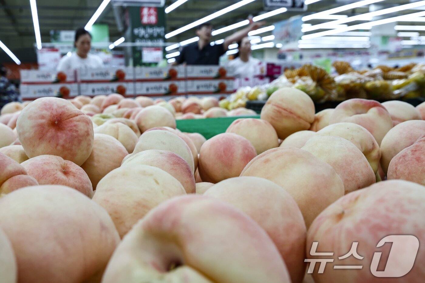 본문 이미지 -  9일 서울 시내 한 대형마트에 진열된 복숭아. 2025.9.9/뉴스1 ⓒ News1 김도우 기자