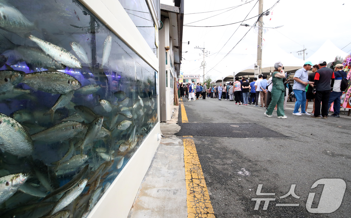 (부산=뉴스1) 윤일지 기자 = 9일 제23회 명지시장 전어축제가 열리고 있는 부산 강서구 명지시장 내 한 횟집 수족관에 가을 별미인 전어가 가득하다.제23회 명지시장 전어축제는 …