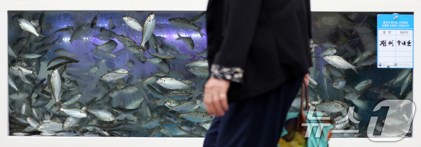 (부산=뉴스1) 윤일지 기자 = 9일 제23회 명지시장 전어축제가 열리고 있는 부산 강서구 명지시장 내 한 횟집 수족관에 가을 별미인 전어가 가득하다.제23회 명지시장 전어축제는 …