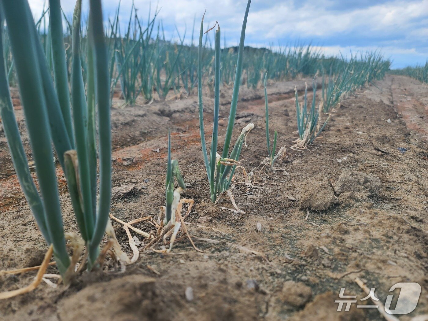 본문 이미지 - 가뭄으로 말라버린 강릉지역 생산 파.(뉴스1 DB)
