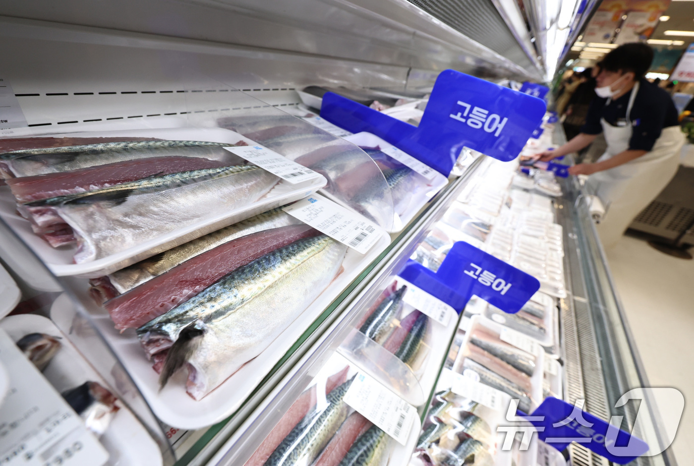 (서울=뉴스1) 구윤성 기자 = 1일 오후 서울의 한 대형마트 수산물 코너에 수입산 고등어가 진열돼 있다.이날 한국농수산식품유통공사에 따르면 수입산 염장(대) 고등어 한 손 소매 …