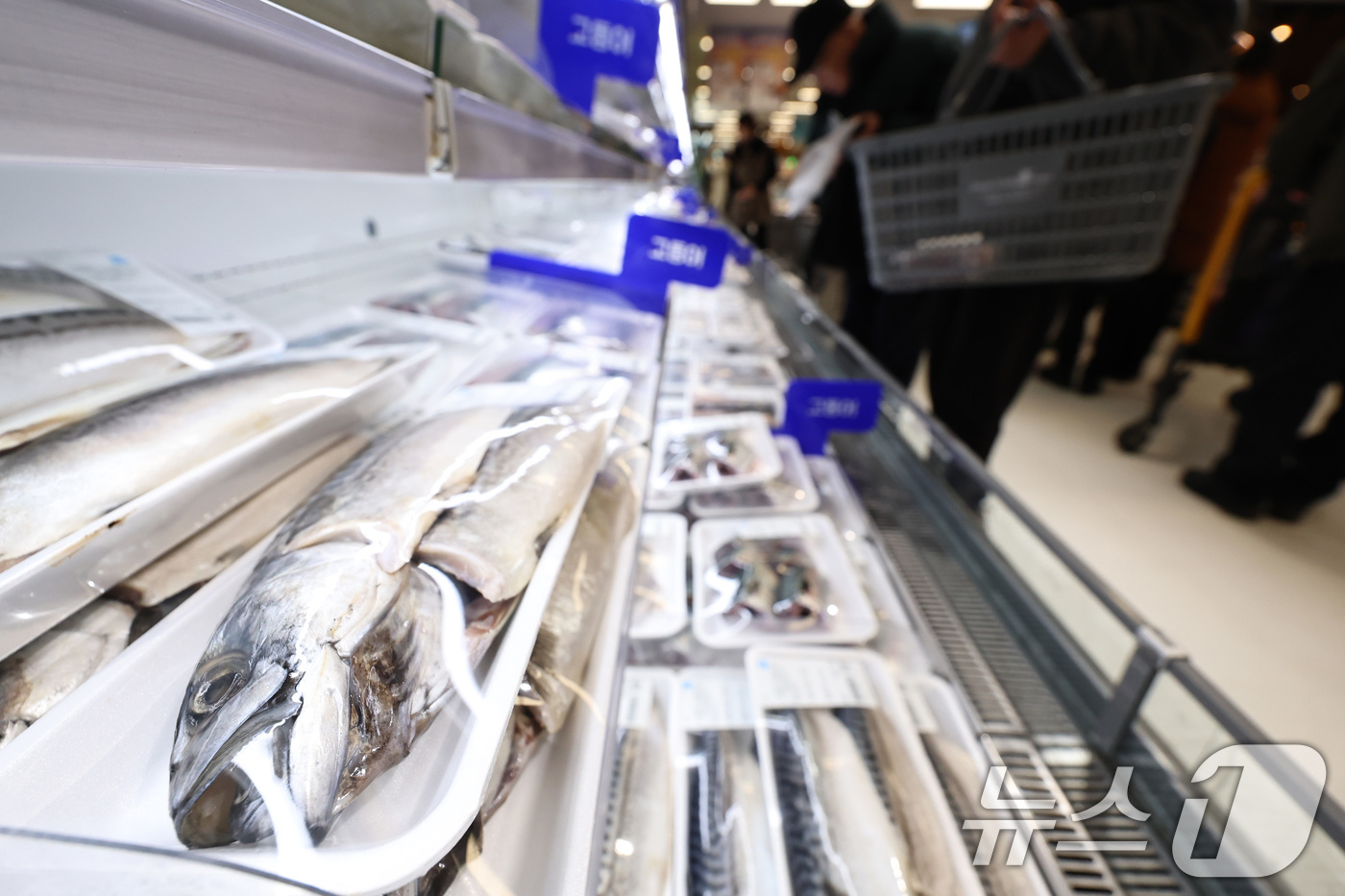 (서울=뉴스1) 구윤성 기자 = 1일 오후 서울의 한 대형마트 수산물 코너에 수입산 고등어가 진열돼 있다.이날 한국농수산식품유통공사에 따르면 수입산 염장(대) 고등어 한 손 소매 …