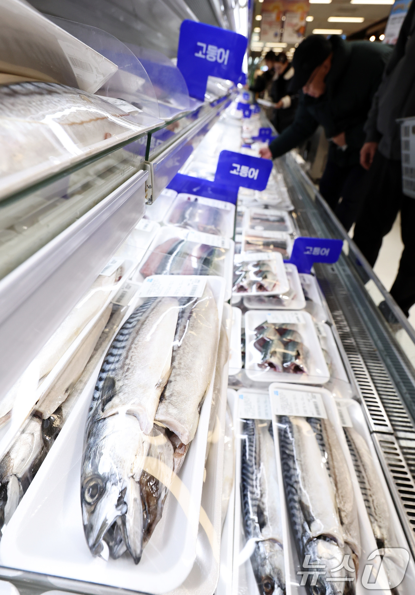 (서울=뉴스1) 구윤성 기자 = 1일 오후 서울의 한 대형마트 수산물 코너에 수입산 고등어가 진열돼 있다.이날 한국농수산식품유통공사에 따르면 수입산 염장(대) 고등어 한 손 소매 …