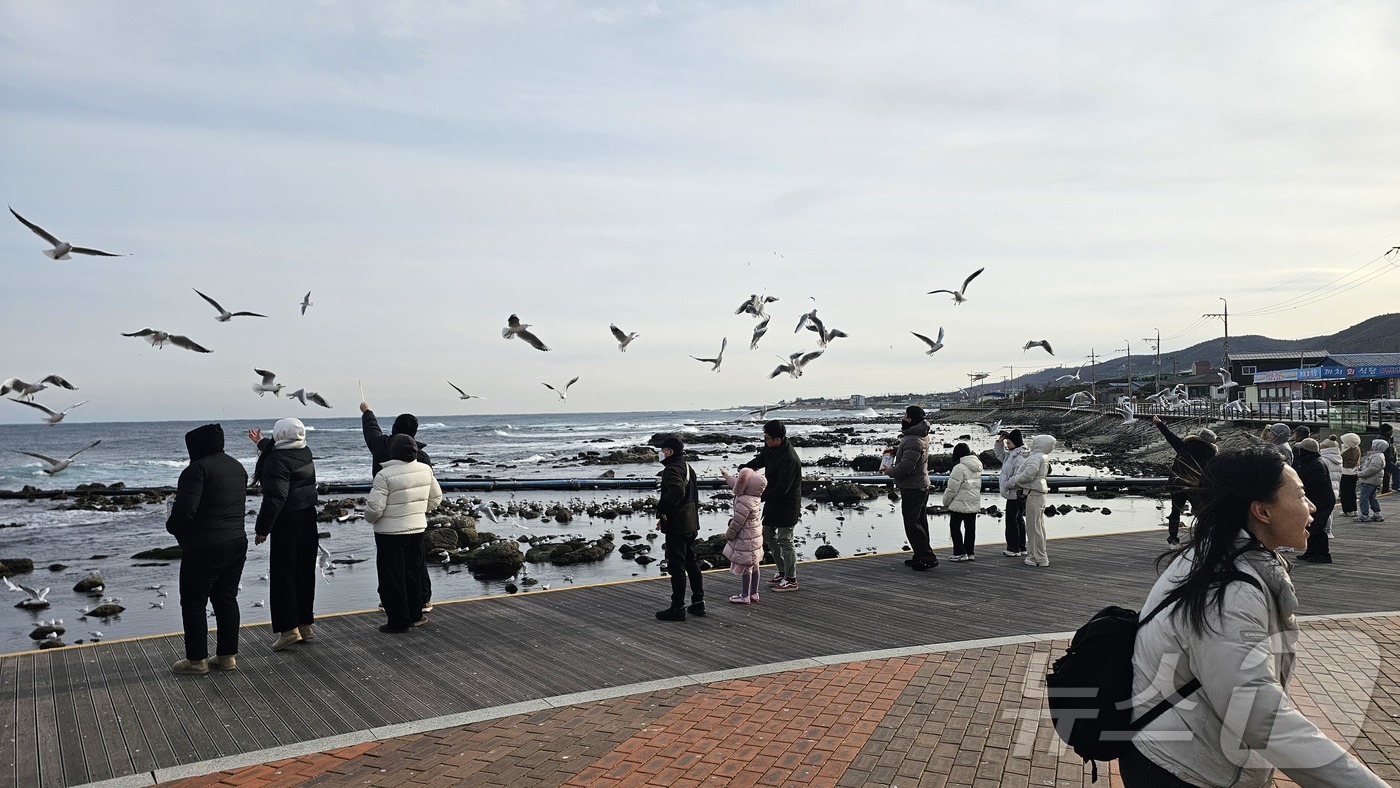 (포항=뉴스1) 최창호 기자 = 병오년 새해 첫 날인 1일 오후 경북 포항시 남구 호미곶 해맞이 광장에서 관광객들이 갈매기들에게 새우맛 과자를 던져주고 있다 2026.1.1/뉴스1 …