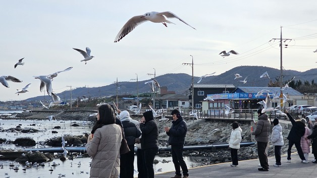 병오년 새해 갈매기와 함께