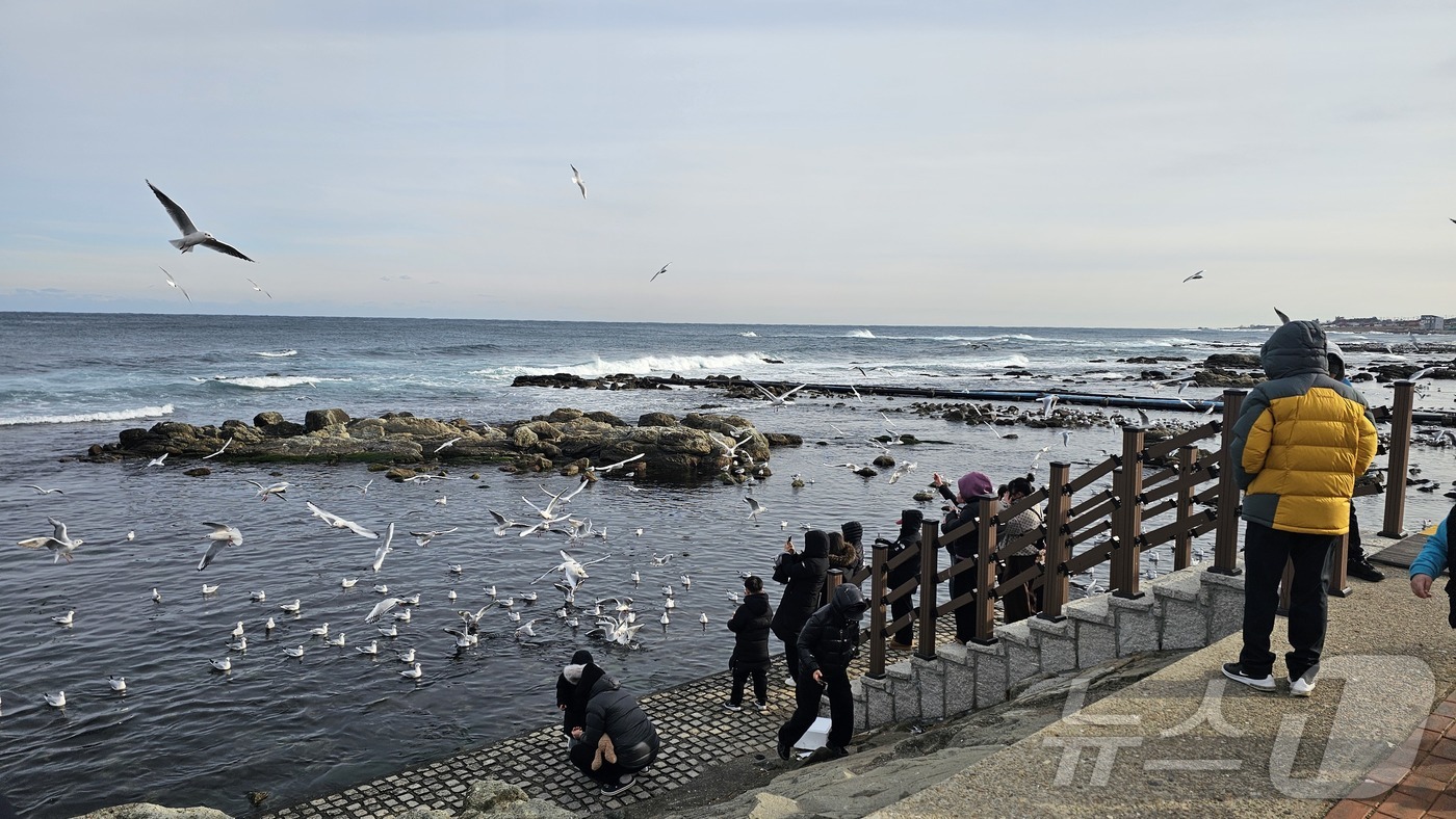 (포항=뉴스1) 최창호 기자 = 병오년 새해 첫 날인 1일 오후 경북 포항시 남구 호미곶 해맞이 광장에서 관광객들이 갈매기들에게 새우맛 과자를 던져주고 있다 2026.1.1/뉴스1 …