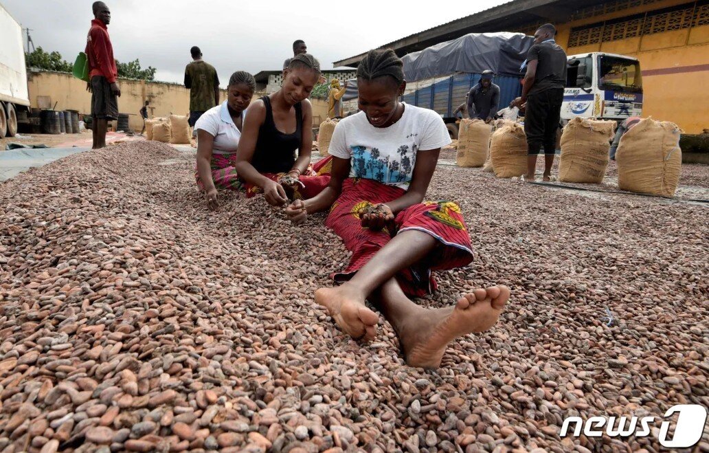 본문 이미지 - 한 코코아 수출국에서 여성들이 카카오 원두를 분류하고 있다. ⓒ AFP=뉴스1 ⓒ News1 이형진 기자