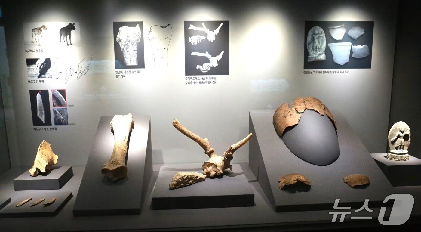 본문 이미지 -  지난해 6월 개관한 제천 구석기시대 점말동굴유적체험관. 체험관 내부에 전시된 '모형 동물뼈'./뉴스1 ⓒ News1 손도언 기자