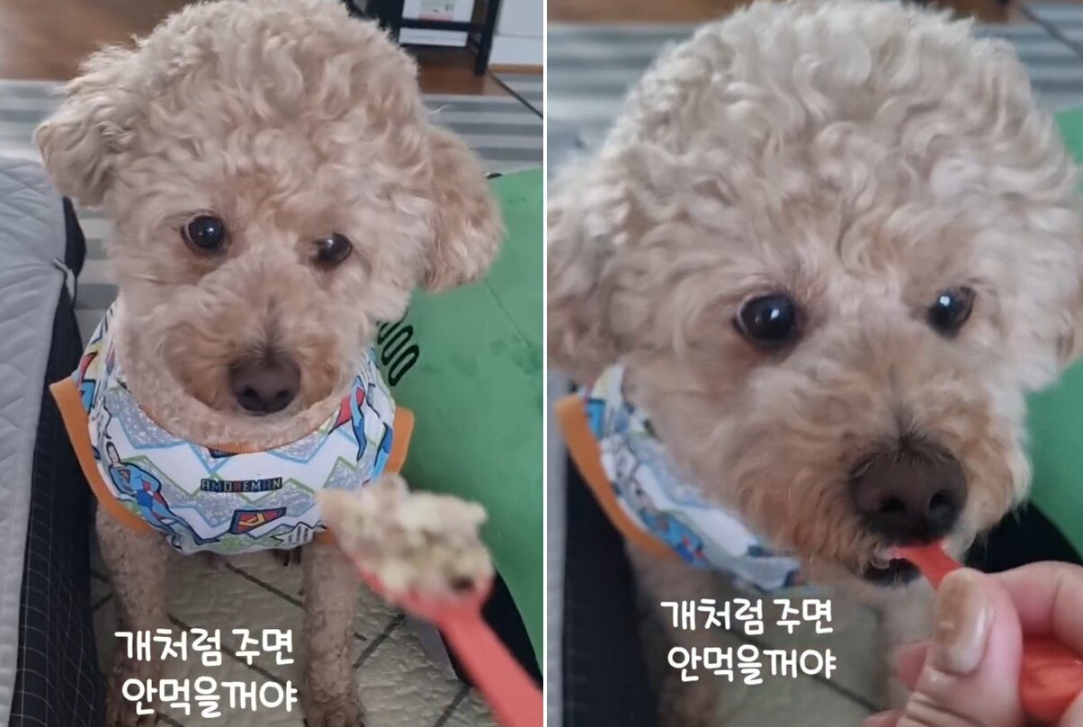 본문 이미지 - 떠먹여 줘야 먹는 기린이(인스타그램 kirinjjang_mom 제공) ⓒ 뉴스1