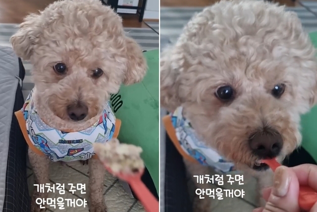 떠먹여야 입 여는 강아지…사람이니? SNS 80만 뷰 부른 식사법