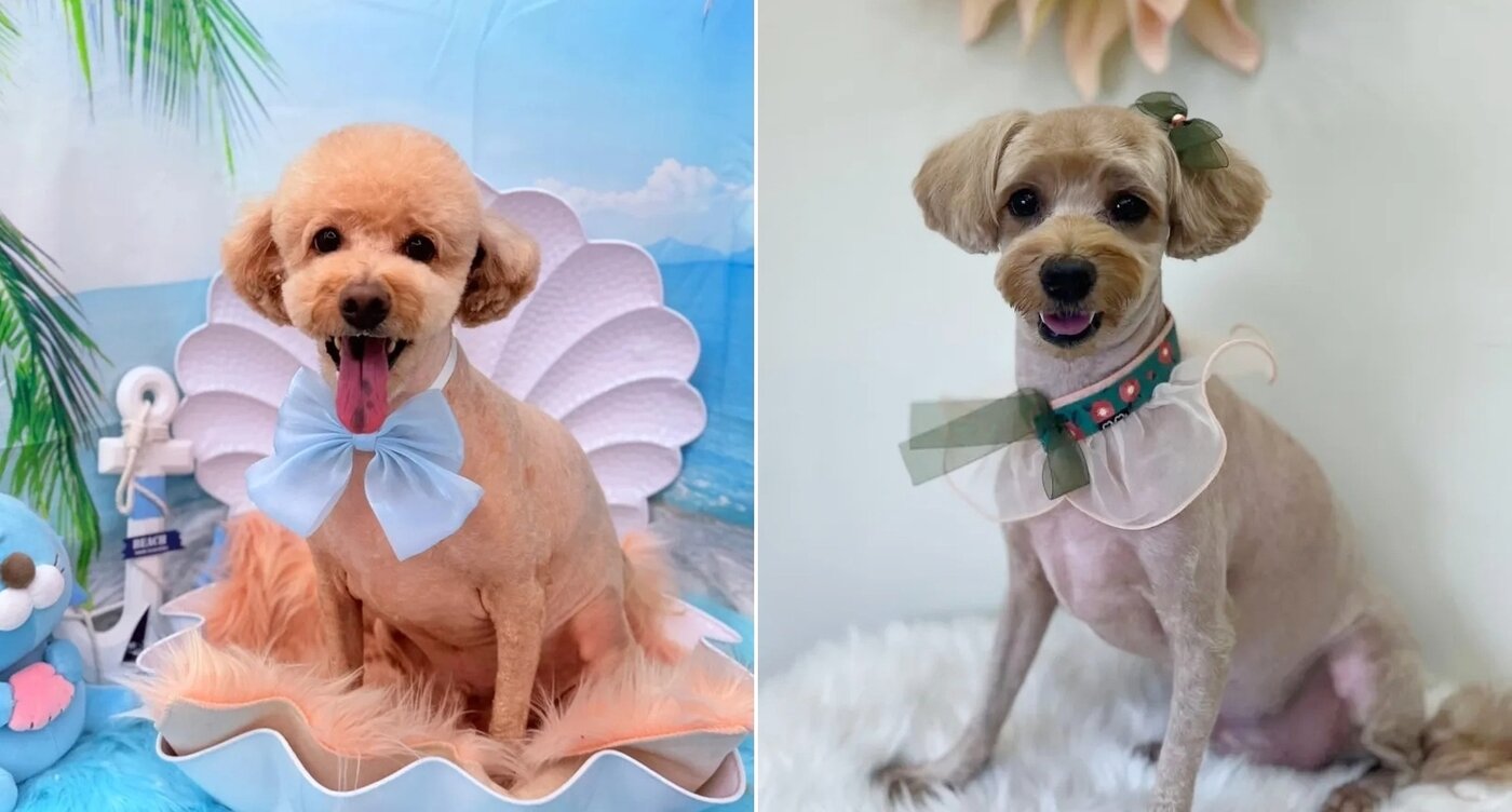 본문 이미지 - 동배견인 기린이(왼쪽)와 짱이(인스타그램 kirinjjang_mom 제공) ⓒ 뉴스1