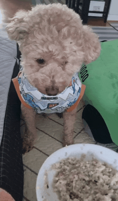 본문 이미지 - 수저로 계란밥 받아 먹는 기린이(인스타그램 kirinjjang_mom 제공) ⓒ 뉴스1