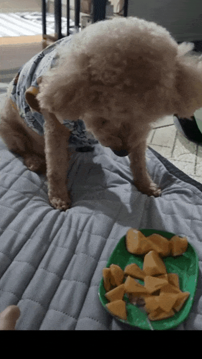 본문 이미지 - 그냥 주면 먹지 않고 포크로 찍어 주니 받아 먹는 기린이(인스타그램 kirinjjang_mom 제공) ⓒ 뉴스1