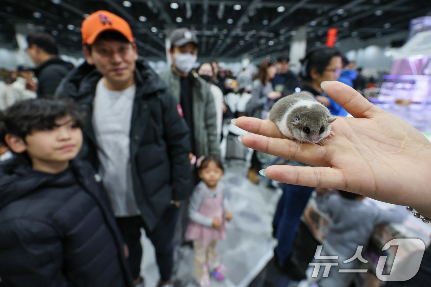 (서울=뉴스1) 안은나 기자 = 11일 서울 강서구 코엑스 마곡에서 열린 공룡 파충류 박람회를 찾은 어린이들이 피그미 다람쥐를 살펴보고 있다.공룡 파충류 박람회는 살아 움직이는 듯 …