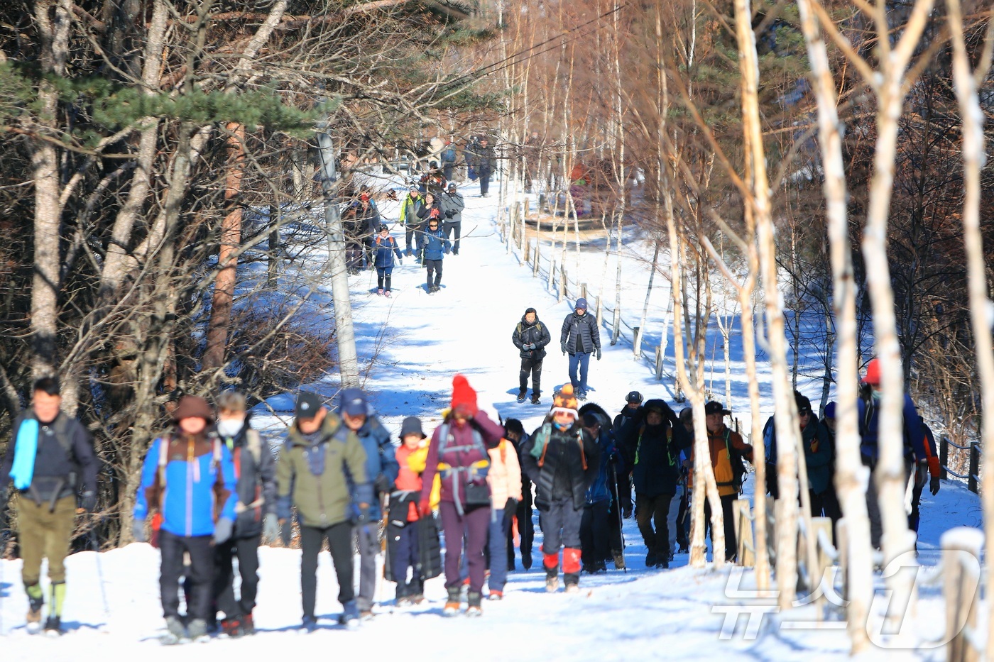 (인제=뉴스1) 이종재 기자 = 11일 강원 인제군 원대리 자작나무숲 일대가 최근 내린 눈으로 환상적인 겨울 풍경을 자랑하고 있다.(인제군 제공. 재판매 및 DB금지) 2026.1 …