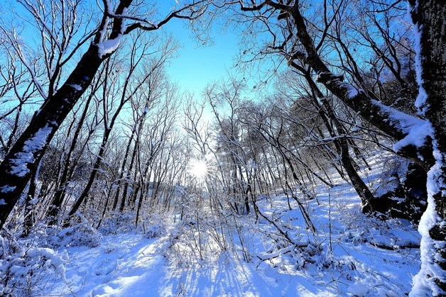 인제 자작나무숲 설경