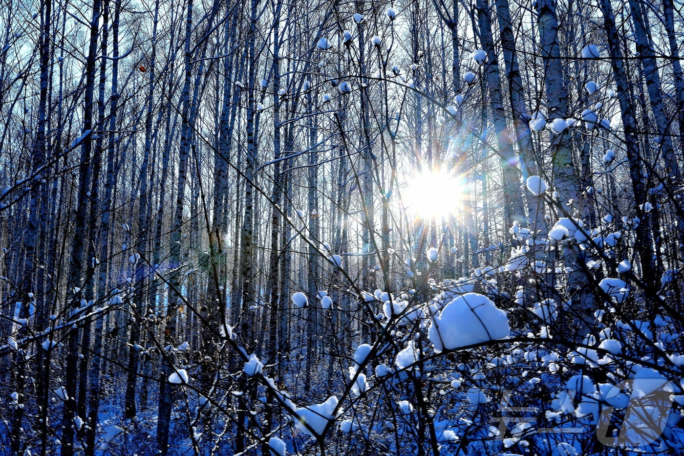 (인제=뉴스1) 이종재 기자 = 11일 강원 인제군 원대리 자작나무숲 일대가 최근 내린 눈으로 환상적인 겨울 풍경을 자랑하고 있다.(인제군 제공. 재판매 및 DB금지) 2026.1 …