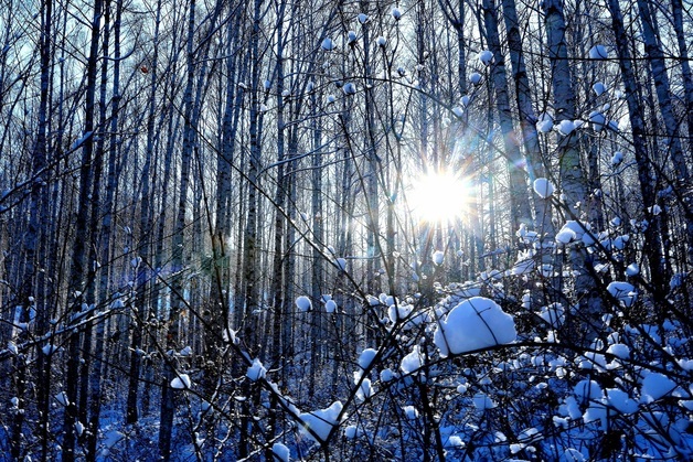 눈옷 입은 인제 자작나무숲 겨울풍경