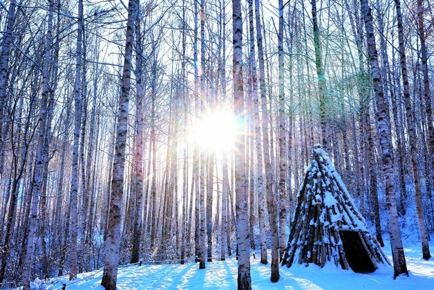 눈옷 입은 강원 인제 자작나무숲