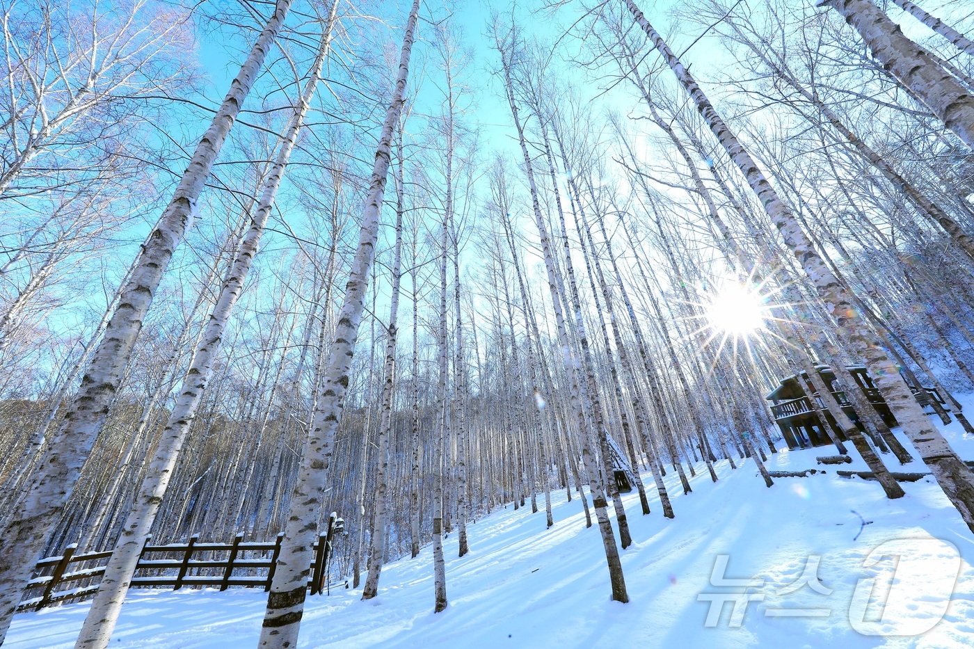 (인제=뉴스1) 이종재 기자 = 11일 강원 인제군 원대리 자작나무숲 일대가 최근 내린 눈으로 환상적인 겨울 풍경을 자랑하고 있다.(인제군 제공. 재판매 및 DB금지) 2026.1 …