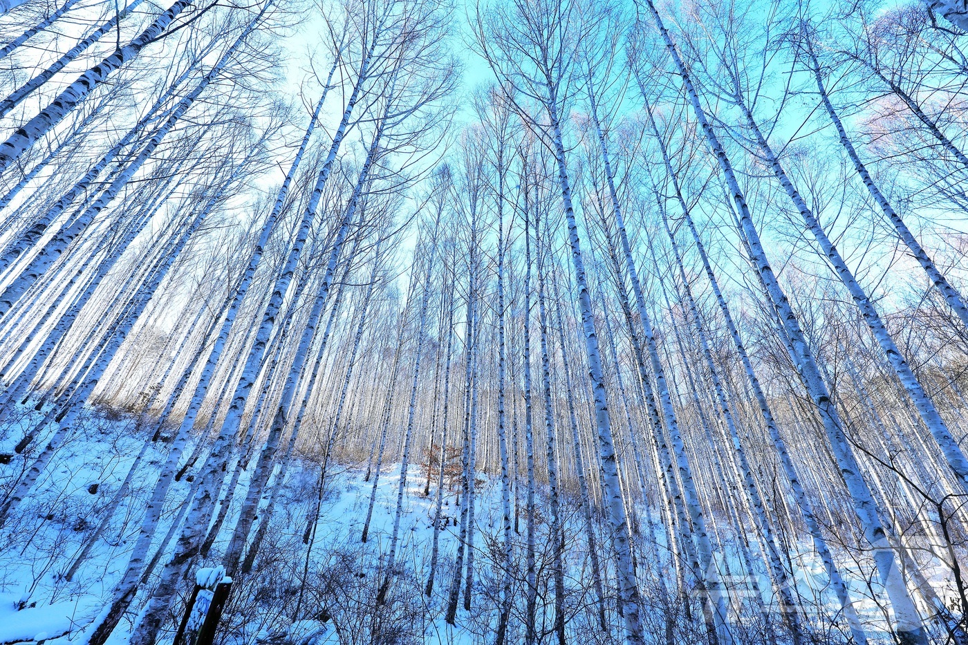 (인제=뉴스1) 이종재 기자 = 11일 강원 인제군 원대리 자작나무숲 일대가 최근 내린 눈으로 환상적인 겨울 풍경을 자랑하고 있다.(인제군 제공. 재판매 및 DB금지) 2026.1 …