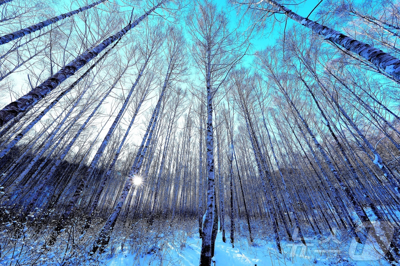 (인제=뉴스1) 이종재 기자 = 11일 강원 인제군 원대리 자작나무숲 일대가 최근 내린 눈으로 환상적인 겨울 풍경을 자랑하고 있다.(인제군 제공. 재판매 및 DB금지) 2026.1 …