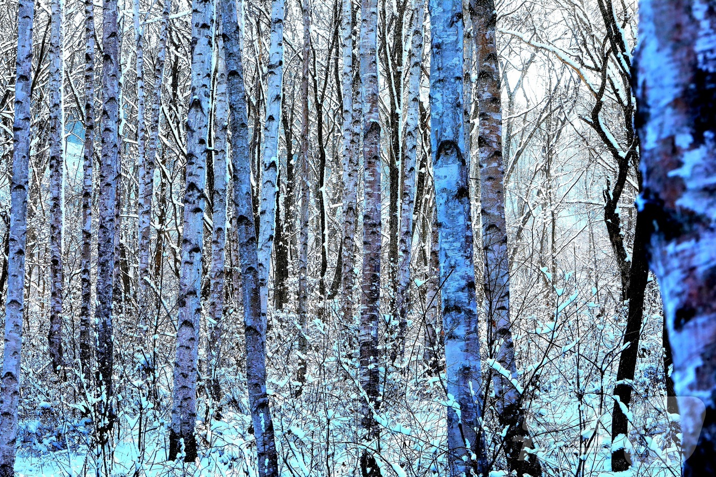 (인제=뉴스1) 이종재 기자 = 11일 강원 인제군 원대리 자작나무숲 일대가 최근 내린 눈으로 환상적인 겨울 풍경을 자랑하고 있다.(인제군 제공. 재판매 및 DB금지) 2026.1 …