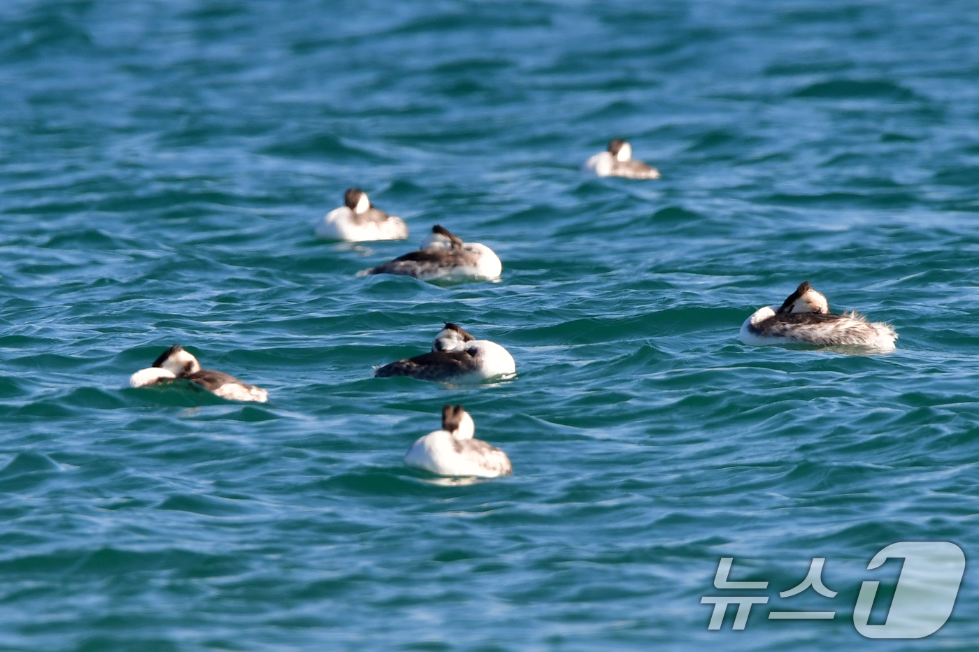 (포항=뉴스1) 최창호 기자 = 11일 경북 포항시 송도해수욕장 앞 바다에서 뿔논병아리들이 낮잠을 청하고 있다. 2026.1.11/뉴스1