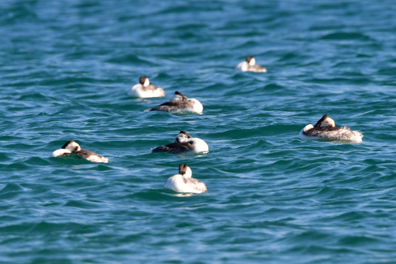 낮잠자는 뿔논병아리