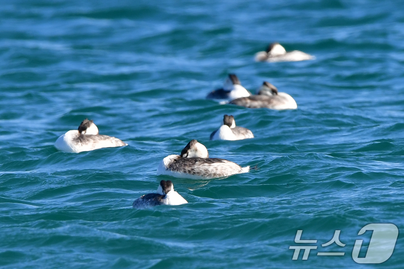 (포항=뉴스1) 최창호 기자 = 11일 경북 포항시 송도해수욕장 앞 바다에서 뿔논병아리들이 낮잠을 청하고 있다. 2026.1.11/뉴스1