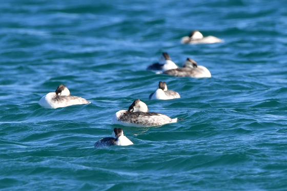뿔논병아리들의 평온한 오후