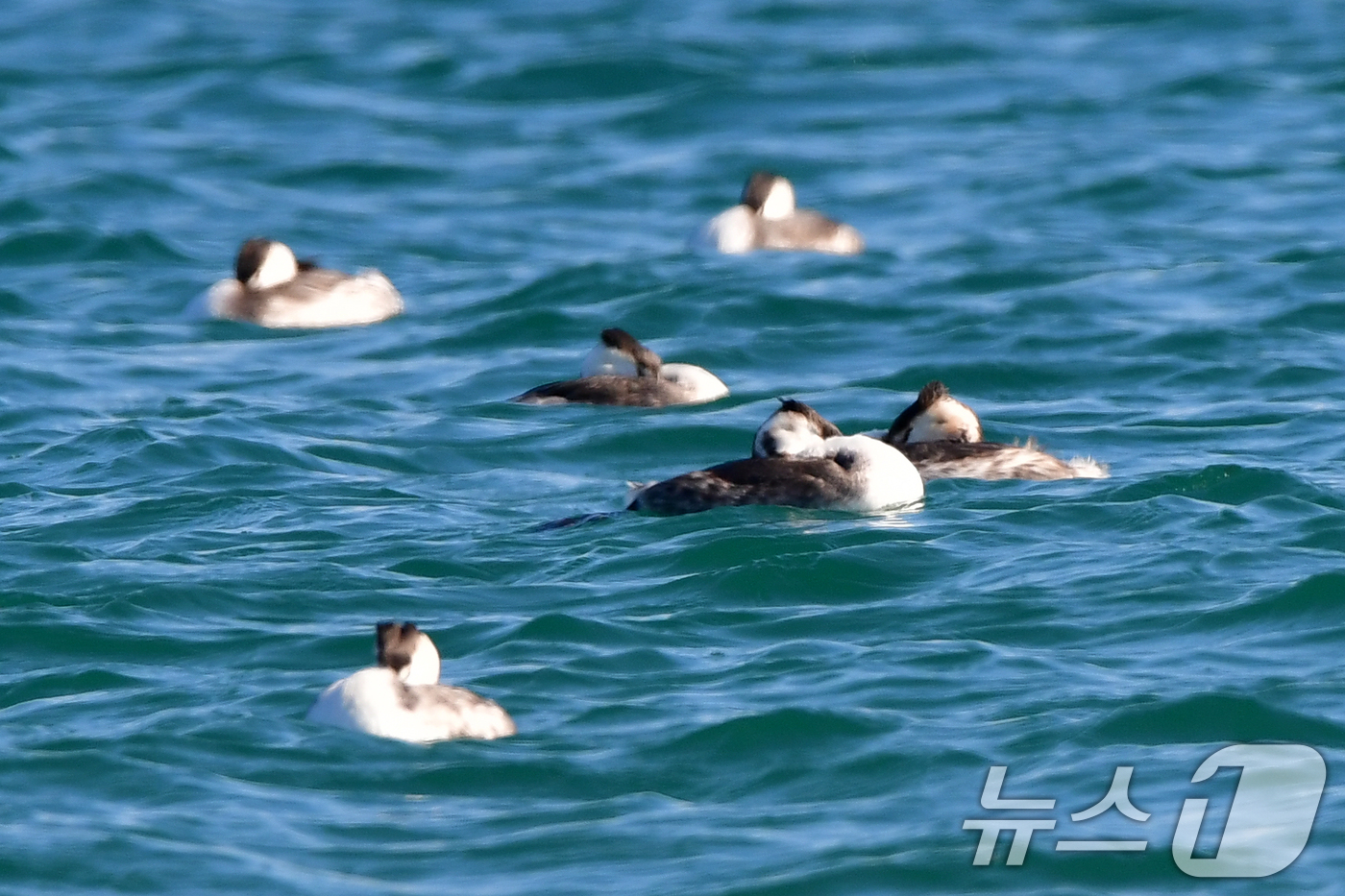 (포항=뉴스1) 최창호 기자 = 11일 경북 포항시 송도해수욕장 앞 바다에서 뿔논병아리들이 낮잠을 청하고 있다. 2026.1.11/뉴스1