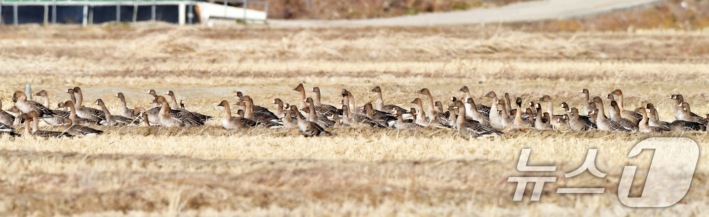 (포항=뉴스1) 최창호 기자 = 11일 경북 포항시 북구 흥해읍 들녘에 날아온 기러기들이 주변을 살피고 있다.  2026.1.11/뉴스1