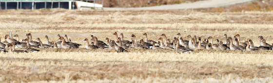 포항 흥해 들녘 떠났던 큰기러기 다시 날아와…올 들어 5차례 목격