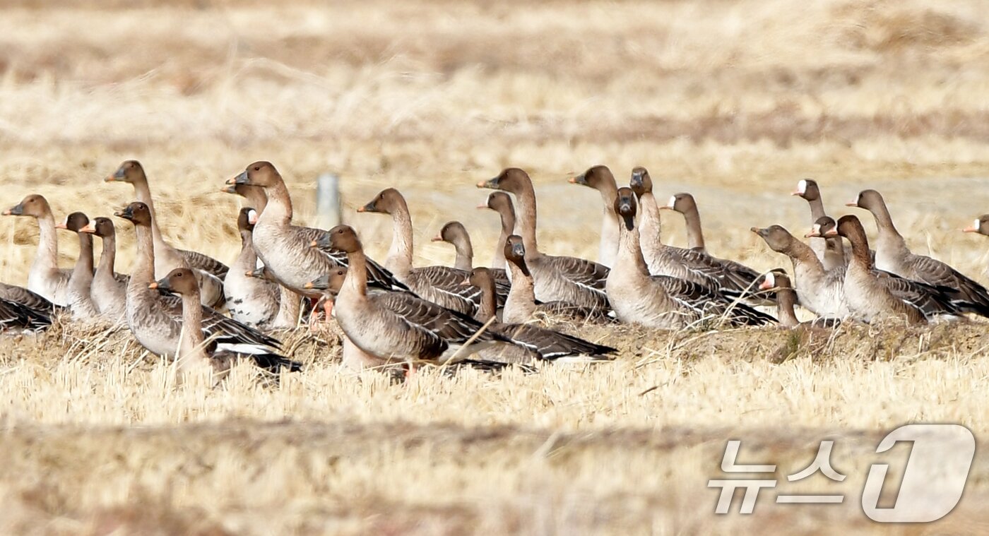본문 이미지 - 11일 경북 포항시 북구 흥해읍 들녘에 날아온 기러기들이 주변을 살피고 있다. 2026.1.11/뉴스1 ⓒ News1 최창호 기자