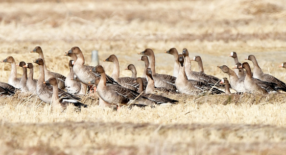 주변 살피는 기러기