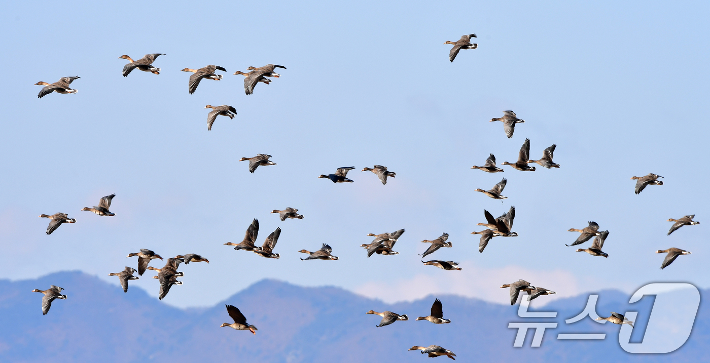 (포항=뉴스1) 최창호 기자 = 11일 경북 포항시 북구 흥해읍 들녘 상공 위로 기러기들이 날아가고 있다. 2026.1.11/뉴스1