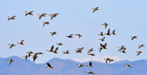 날아오르는 기러기 떼