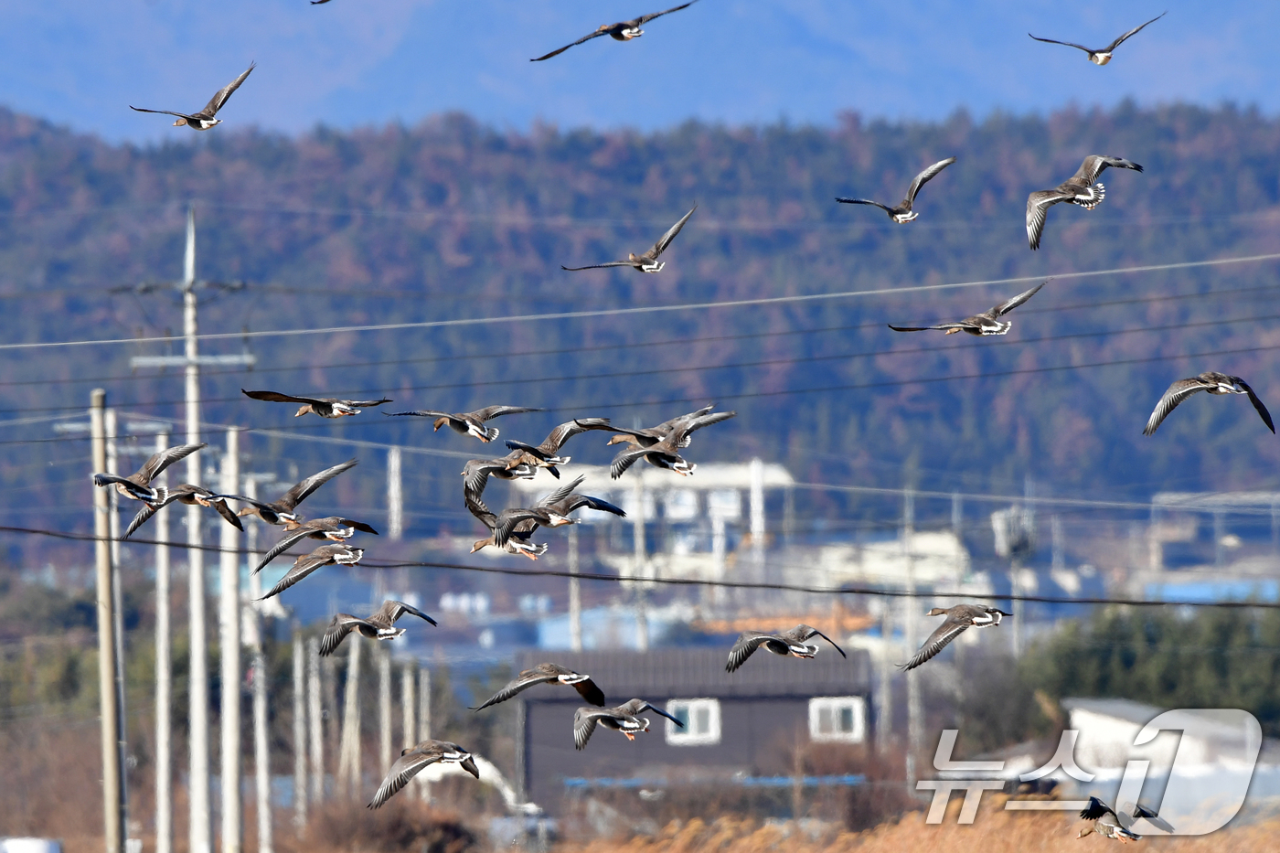 (포항=뉴스1) 최창호 기자 = 11일 경북 포항시 북구 흥해읍 들녘 상공 위로 기러기들이 날아가고 있다. 2026.1.11/뉴스1