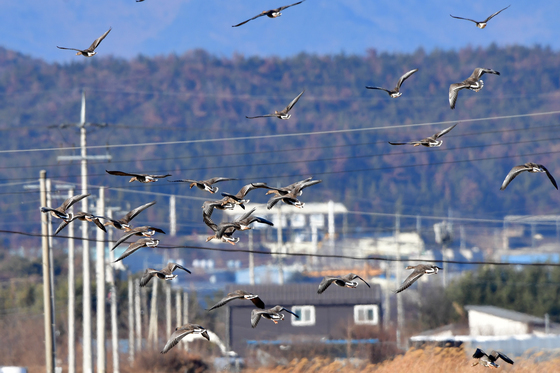 기러기 비행 위협하는 전깃줄