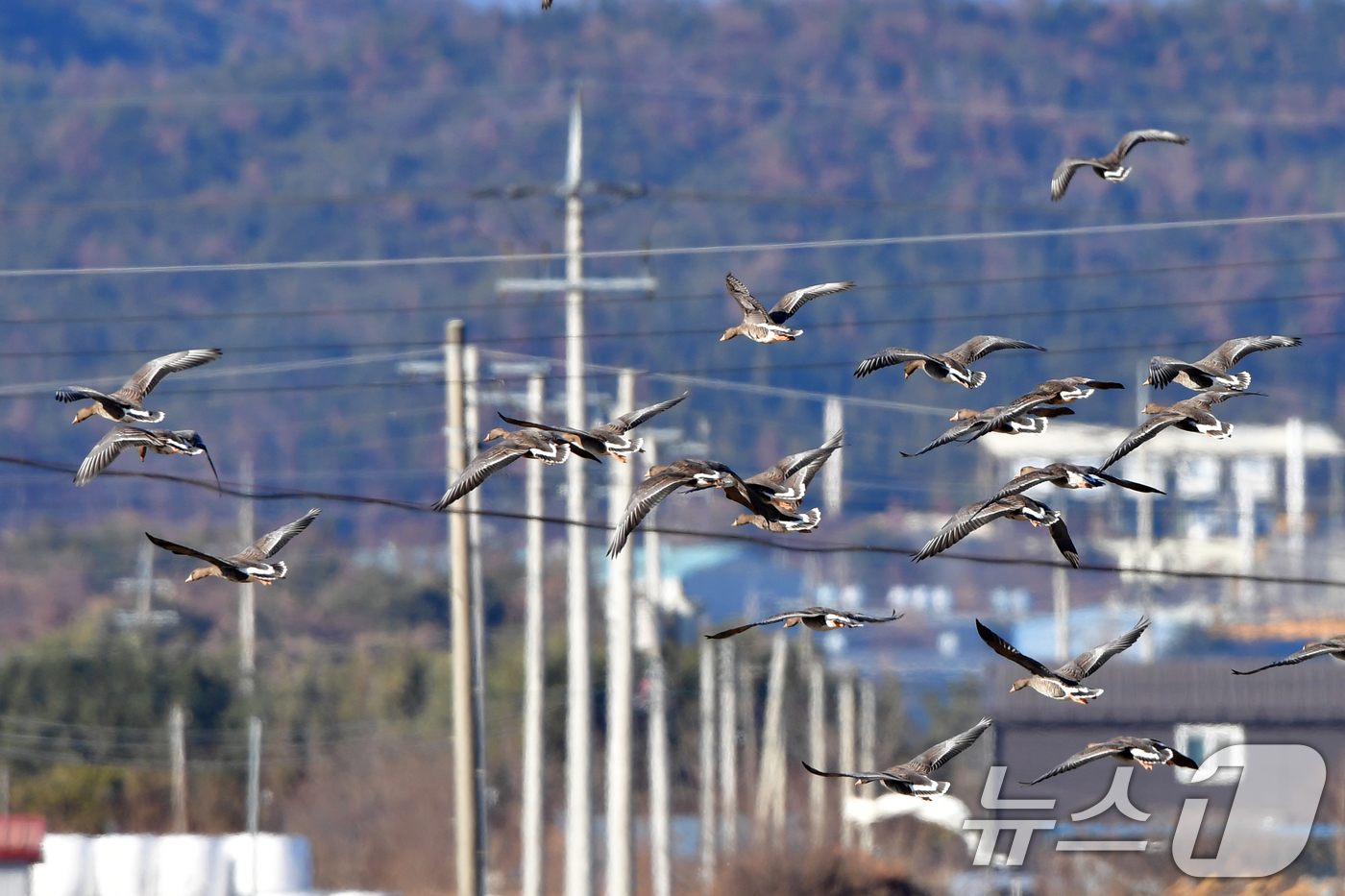 (포항=뉴스1) 최창호 기자 = 11일 경북 포항시 북구 흥해읍 들녘 상공 위로 기러기들이 날아가고 있다. 2026.1.11/뉴스1