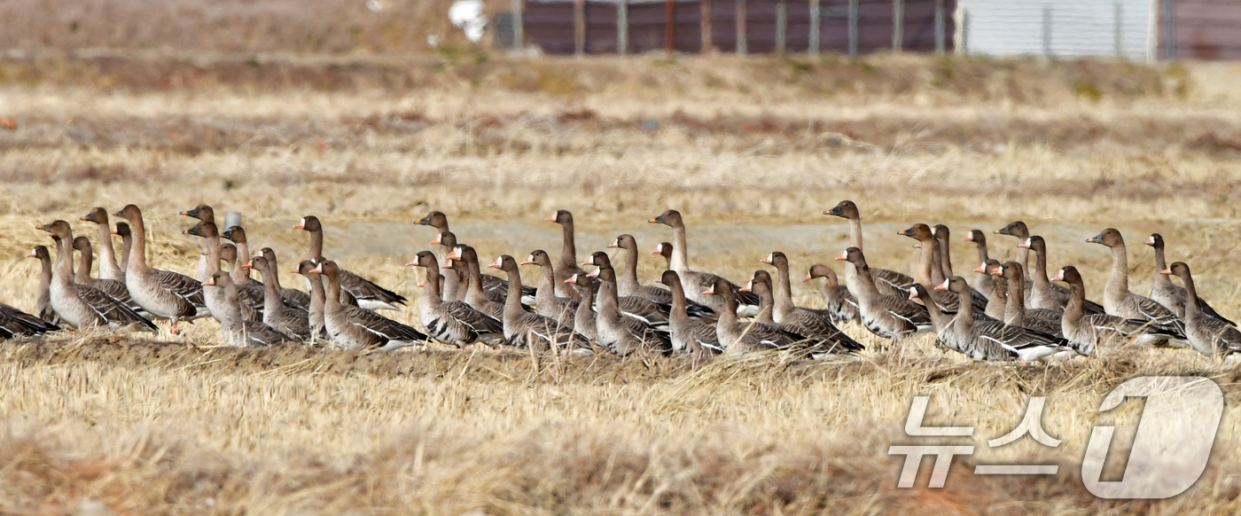 (포항=뉴스1) 최창호 기자 = 11일 경북 포항시 북구 흥해읍 들녘에 날아온 큰기러기와 쇠기러기들이 주변을 살피고 있다. 2026.1.11/뉴스1