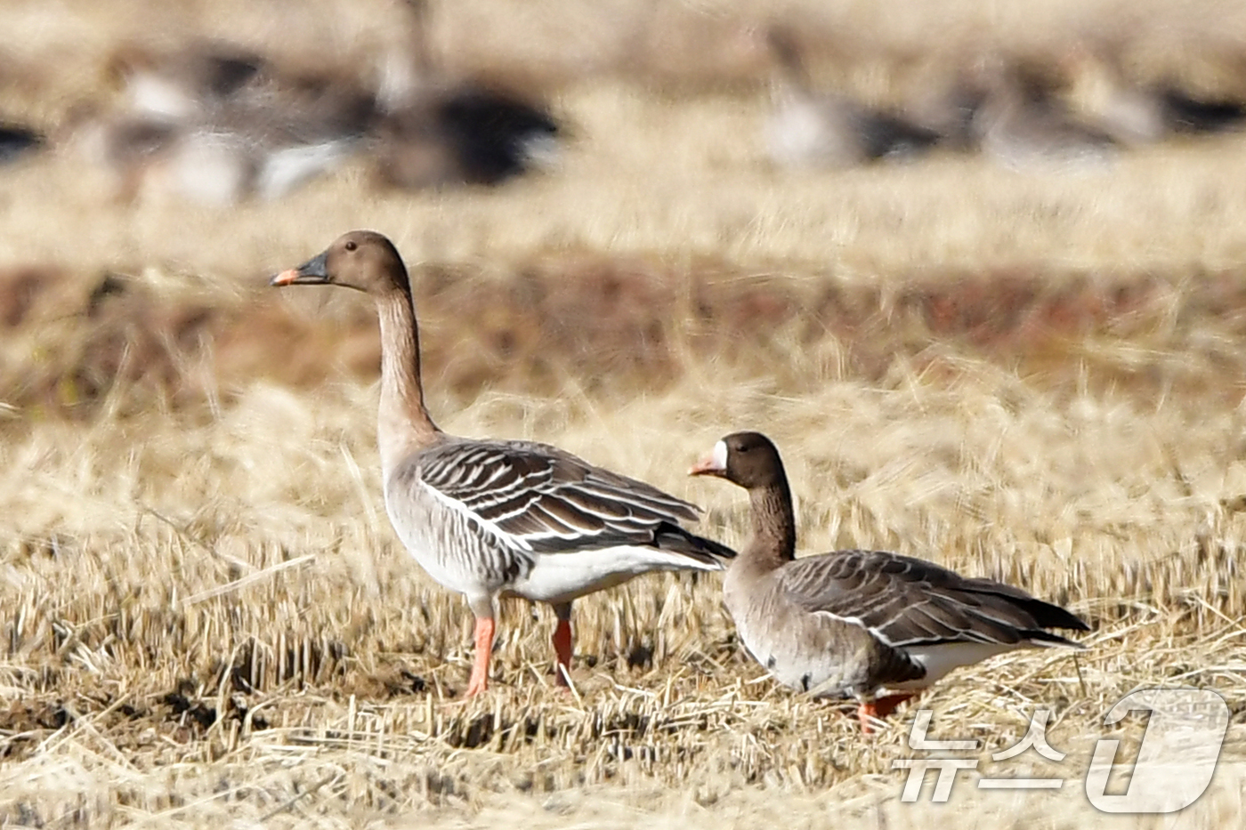 (포항=뉴스1) 최창호 기자 = 11일 경북 포항시 북구 흥해읍 들녘에 날아온 큰기러기와 쇠기러기가 주변을 살피고 있다. 2026.1.11/뉴스1