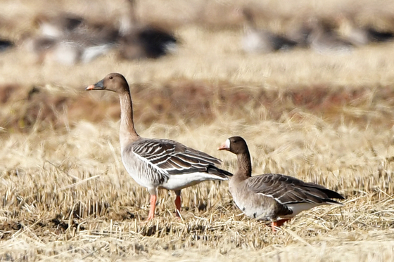 체급이 다른 큰기러기와 쇠기러기